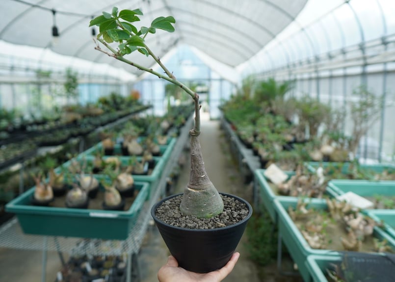 アデニア グラウカ Adenia glauca | mana's farm:塊根植物・アガベ・