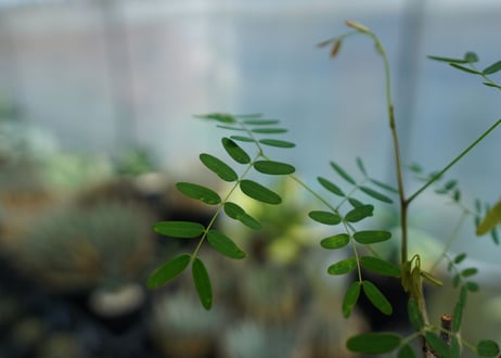 デロニクス　プミラ　Delonix pumila