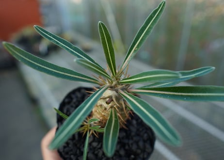 パキポディウム　カクチぺス　Pachypodium cactipes  No.2