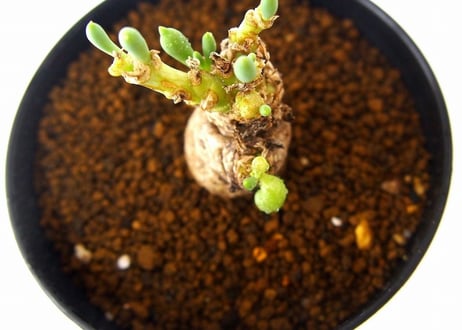 オトンナ クラビフォリア　 Othonna clavifolia