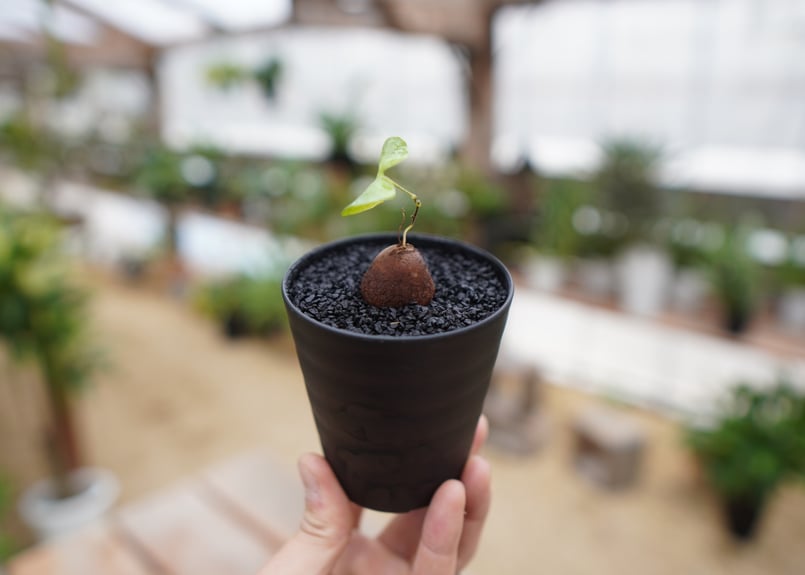 亀甲竜 No.8 | mana's farm:塊根植物・アガベ・ドライガーデン植物販売