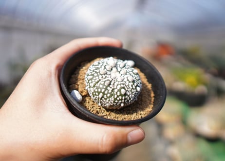アストロフィツム　スーパー兜 Astrophytum asterias 'Super Kabuto'　No.1