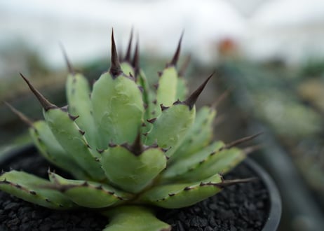 アガベ　マクロアカンサ×ポタトラム　 Agave macroacantha×potatorum　No.6