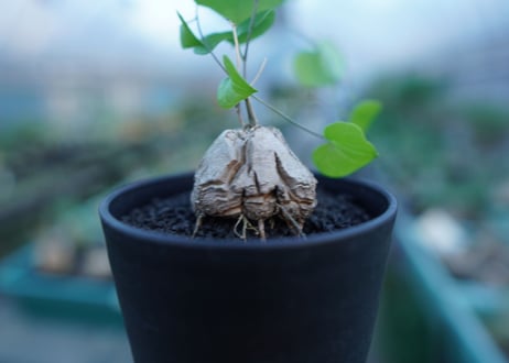 亀甲竜　Dioscorea elephantipes　No.2