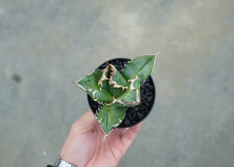 アガベ　チタノタ　白火焔　agave titanota white fire