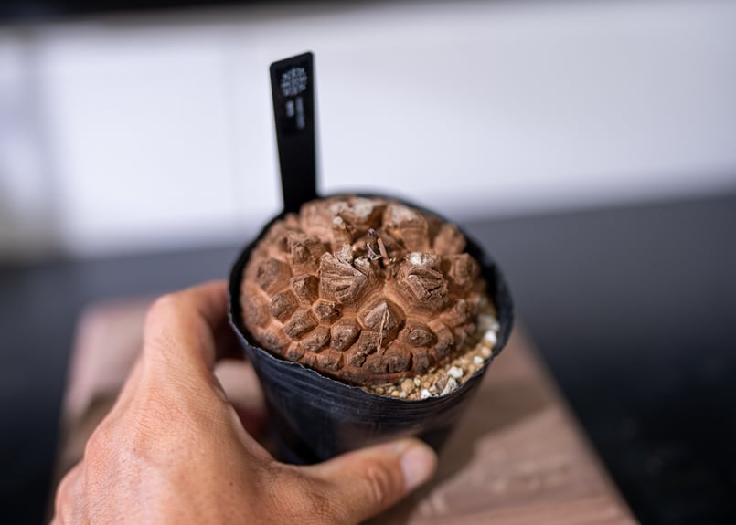 長谷川園芸産】 亀甲竜 No.1 3寸 | mana's farm:塊根植物・アガベ