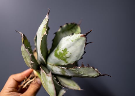 Agave titanota Agave B&B No.7