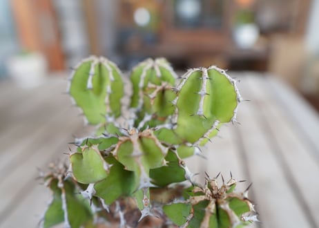 ユーフォルビア　クーペリー　Euphorbia Cooperi