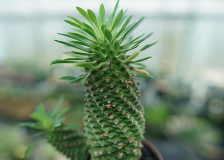 ユーフォルビア　ソテツキリン "パイナップルコーン"　Euphorbia sotetsukirin  No.4