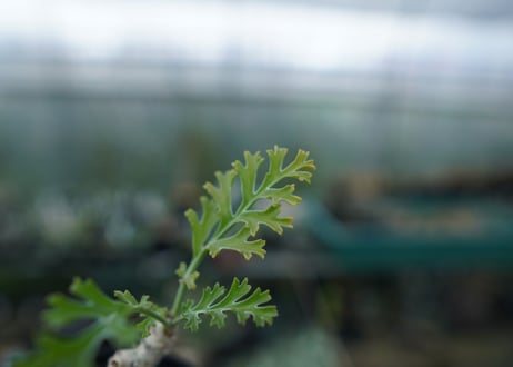 ペラルゴニウム　カルノーサム　Pelargonium carnosum