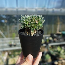 イベントでも大人気！トリコディアデマをアップします