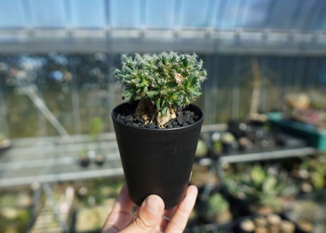 トリコディアデマ　デンサム　Trichodiadema densum  No.1
