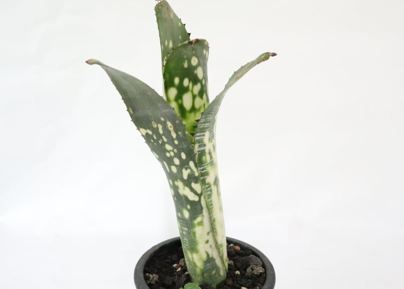 ビルベルギア ドミンゴス マーティンス | mana's farm:塊根植物