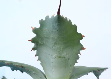 Agave potatorum 'Cameron Blue'