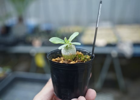 パキポディウム ブレビカウレ