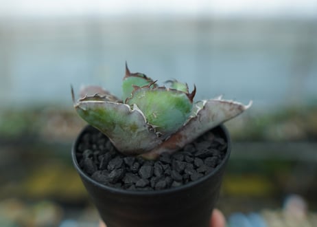 アガベ　チタノタ　 ブラックアンドブルー 　Agave titanota black and blue　No.11