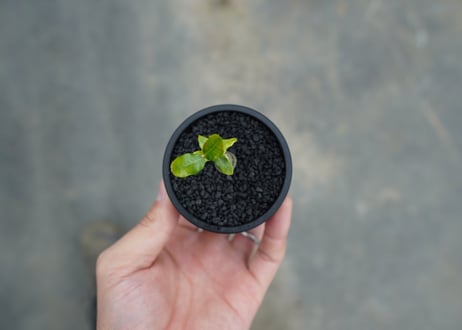 フォッケア　エデュリス　”火星人”　Fockea edulis  No.1
