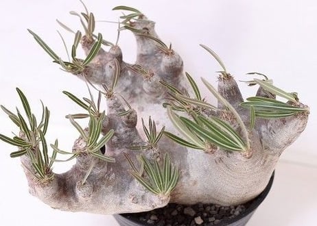 Pachypodium inopinatum  パキポディウム　イノピナツム  no.2　特選株