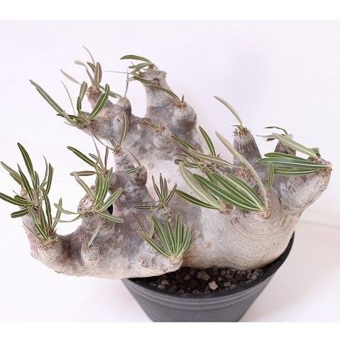 Pachypodium inopinatum パキポディウム イノピナツム no.2 特選