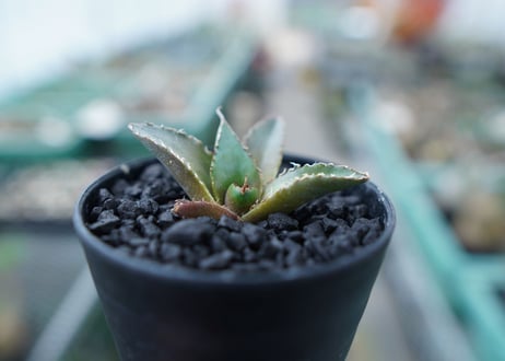アガベ　チタノタ　FO-76　Agave titanota  FO-76　No.10