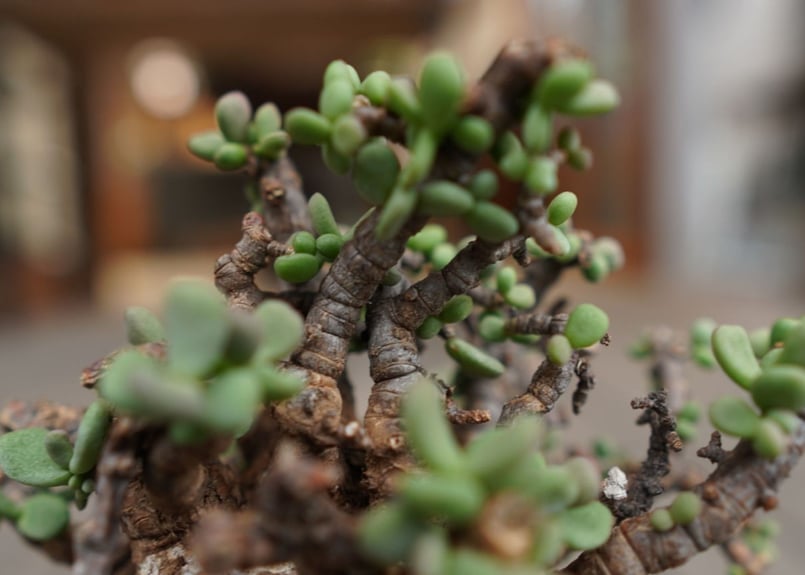 ケラリア ピグマエア Ceraria pygmaea | mana's farm:塊根植