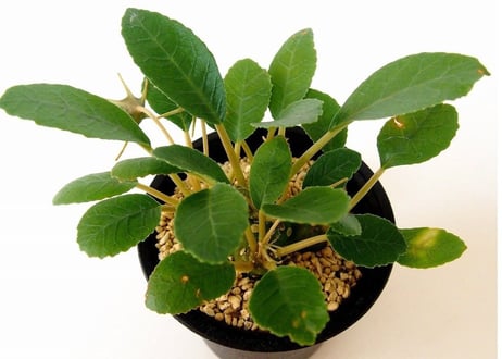 ドルステニア フォエチダ  Dorstenia foetida
