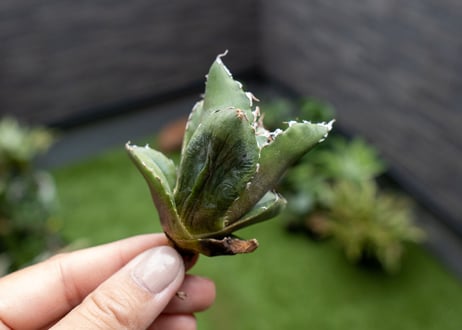 Agave titanota 白鯨嚴龍 カキコ NO.4