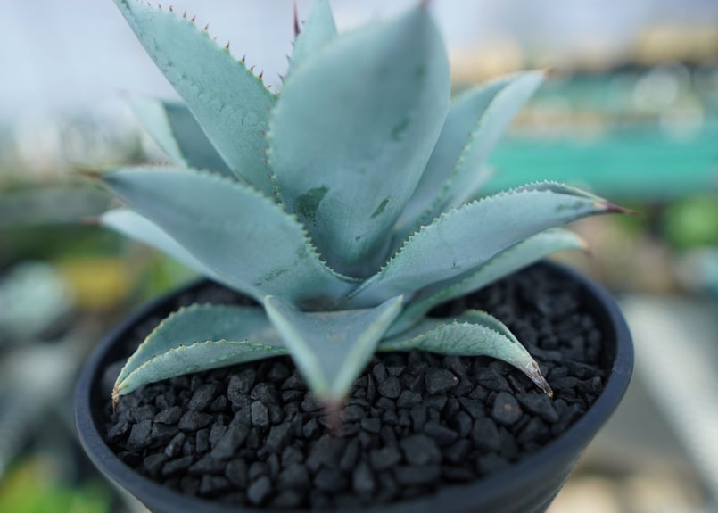 アガベ ドラゴントゥース Agave Dagontoes No.3 | mana's farm