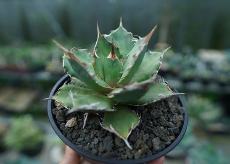 アガベ　チタノタ　FO-76　agave titanota  FO-76　No.3