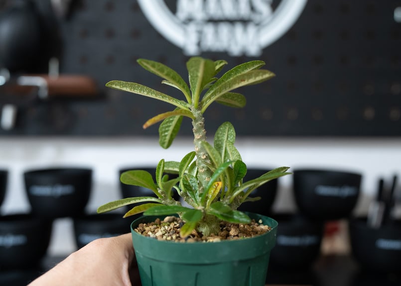 ドルステニア ギガス Dorstenia gigas 沖縄実生 | mana's farm:塊