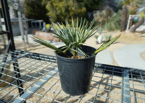 チャメロプス　セリフェラ 　Chamaerops humilis var. Cerifera  No.1
