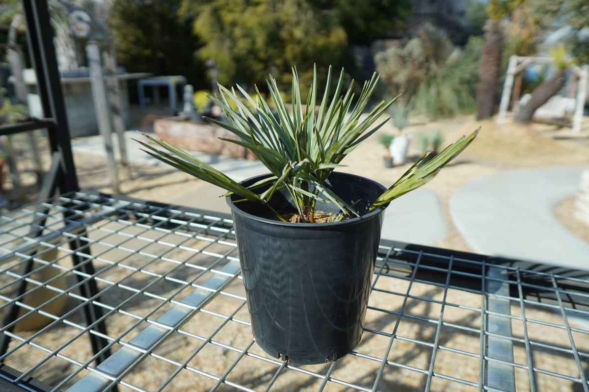 チャメロプス セリフェラ Chamaerops humilis var. Cerifera チャメロプス セリフェラ Chamaerops humilis var. Cerifera