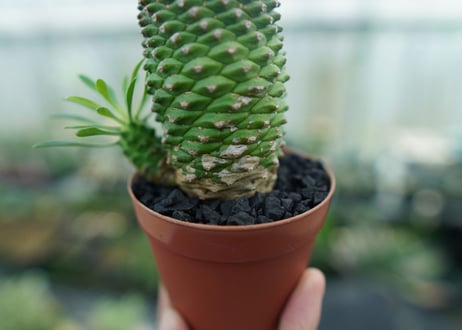 ユーフォルビア　ソテツキリン "パイナップルコーン"　Euphorbia sotetsukirin  No.5