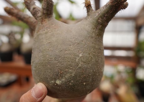 パキポディウム　グラキリス　Pachypodium gracilius　抜き苗　№112