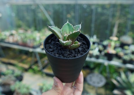 アガベ　チタノタ　鬼爪雪峰  Agave titanota “Onitsume Yukimine” 子株　No.1