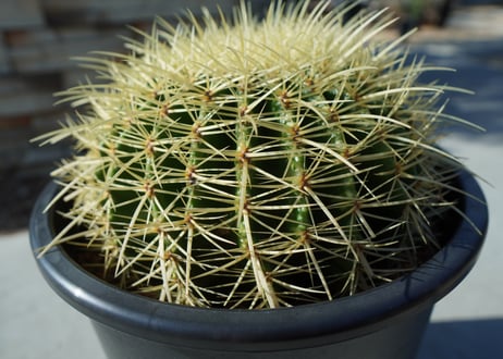 金鯱　Echinocactus grusonii No.1