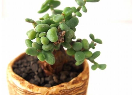 Ceraria pygmaea ケラリア・ピグマエア