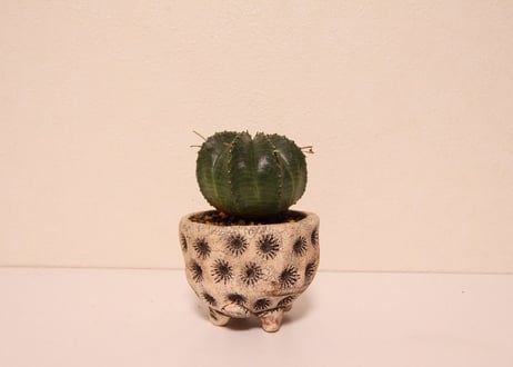 ユーフォルビア　バリダ　Euphorbia valida