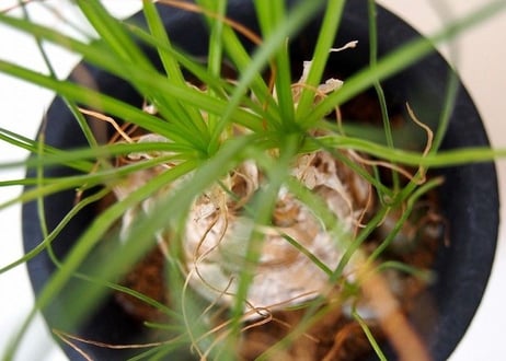 Albuca humilis　アルブカ・フミリス