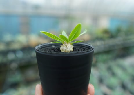 パキポディウム　恵比寿笑い　Pachypodium brevicaule　No.2