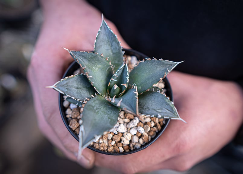 agave titanota 海王 | mana's farm:塊根植物・アガベ・ドライガーデ