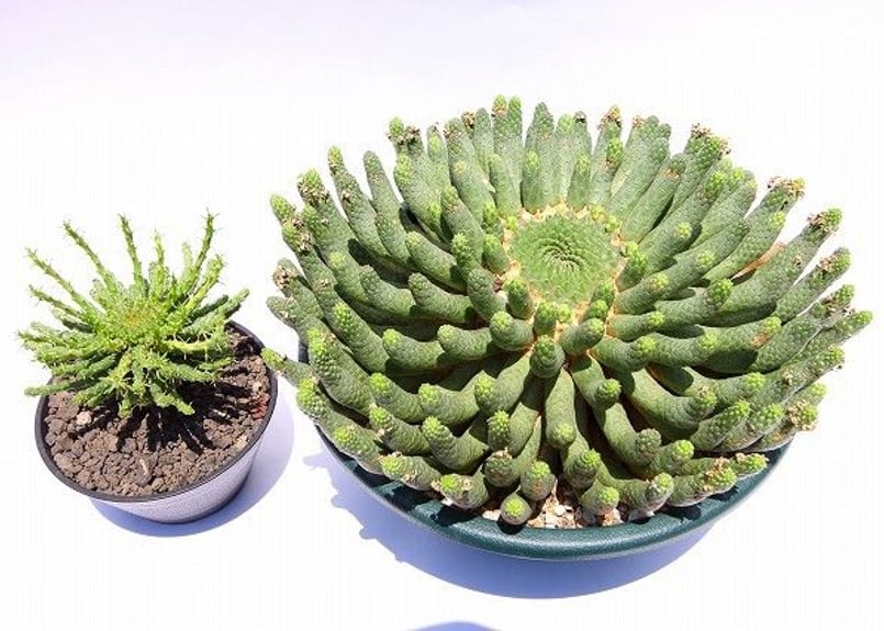 ユーフォルビア エスクレンタ 大株 | mana's green:塊根植物販売 ユーフォルビア エスクレンタ 大株 | mana's green:塊根植物販売