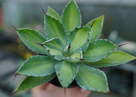アガベ　 吉祥冠錦　Agave potatorum variegata