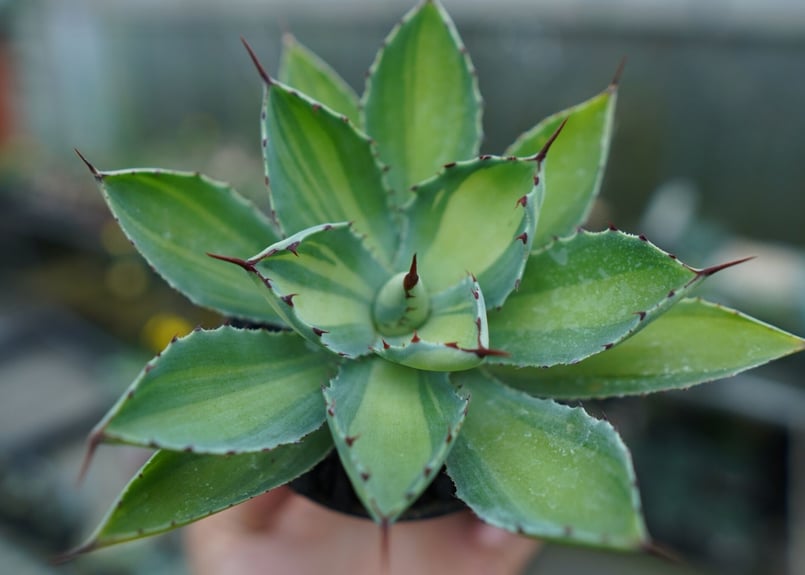 ☆特価☆　アガベ　吉翔冠錦　4株 アガベ：吉祥冠錦（きっしょうかんにしき）3.5号鉢植え* の通販