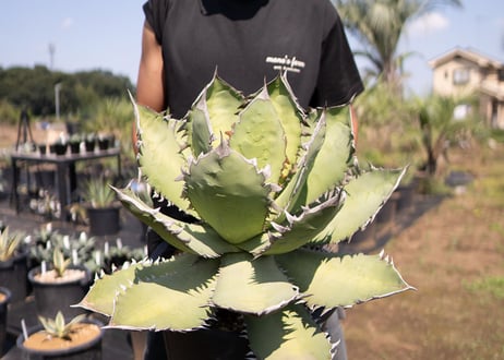 Agave Fo-76 特選特大株のカキコ株