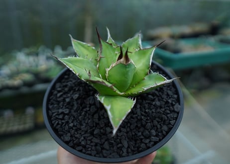 アガベ　チタノタ　Agave titanota　No.9