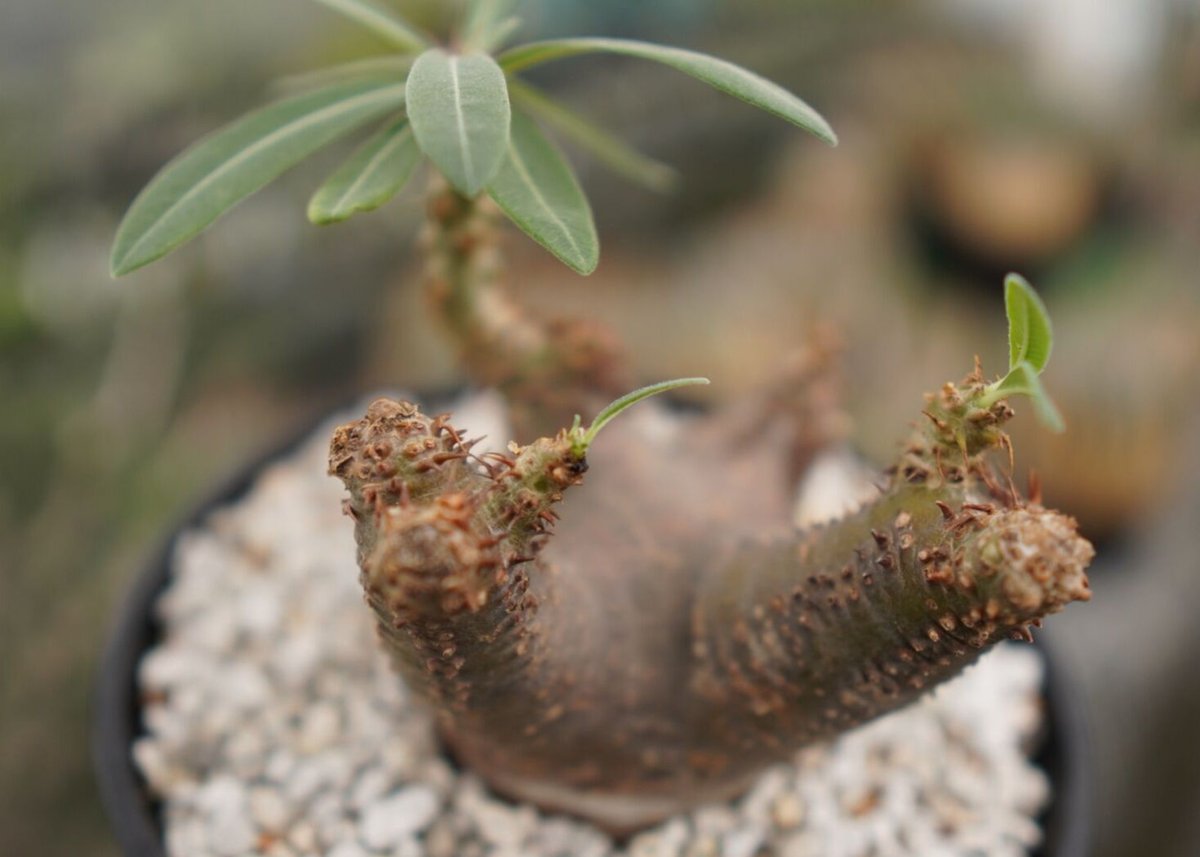 パキポディウム マカイエンセ NO.2 | mana's farm:塊根植物・アガベ