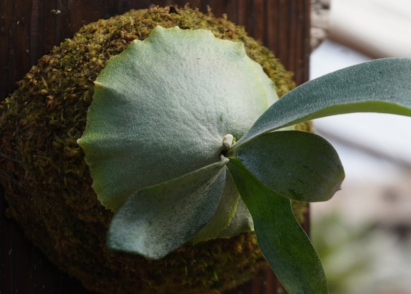 ビカクシダ P. Stella Aeterni (TC) | mana's farm:塊根植