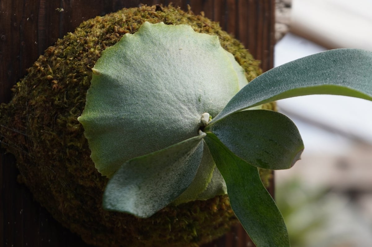 ビカクシダ P. Stella Aeterni (TC) | mana's farm:塊根植