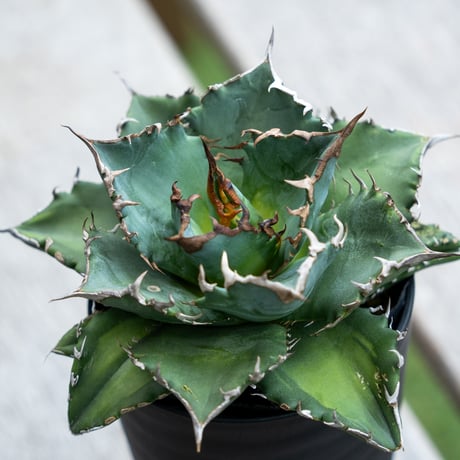 ソーラーエクリプス | STORES